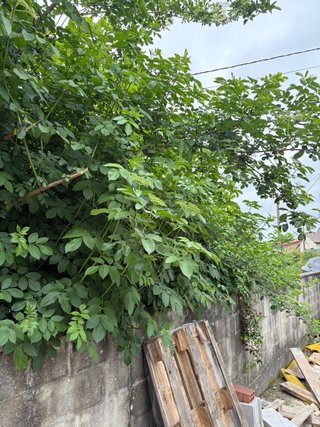 Leña gratis a cambio de desbroce en Naron
