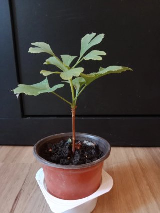 Árbol Ginkgo Biloba