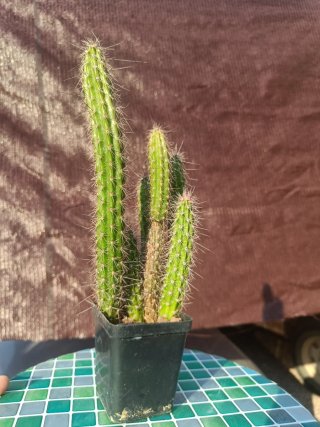 Cactus Penioscereus serpentinus