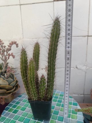 Cactus Penioscereus serpentinus