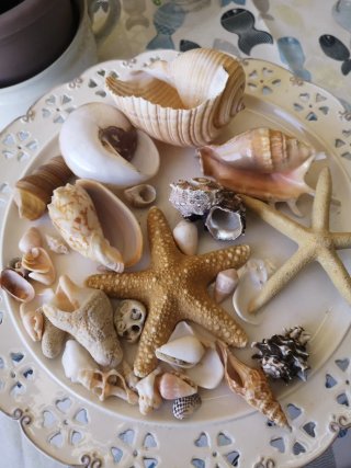 Lotto conchiglie e stelle marine