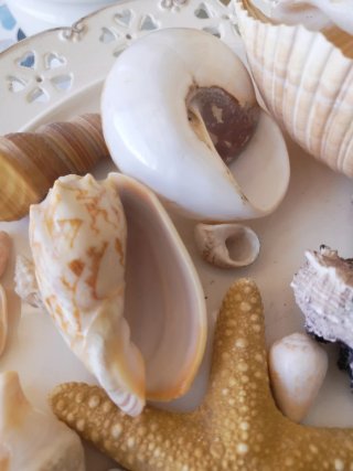 Lotto conchiglie e stelle marine