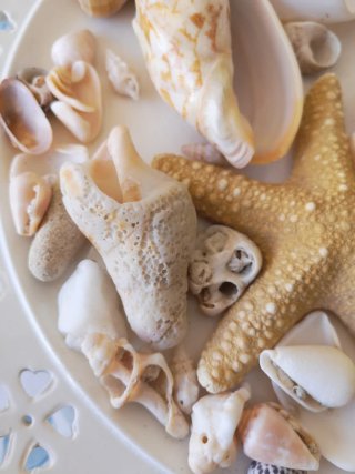 Lotto conchiglie e stelle marine