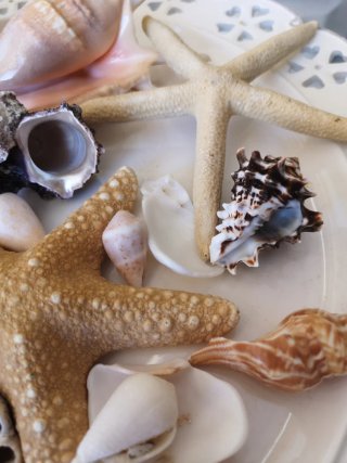 Lotto conchiglie e stelle marine