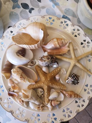 Lotto conchiglie e stelle marine