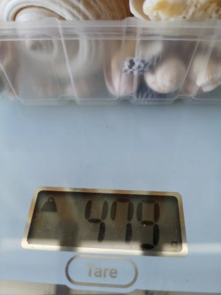 Lotto conchiglie e stelle marine