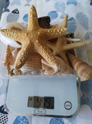 Lotto conchiglie e stelle marine