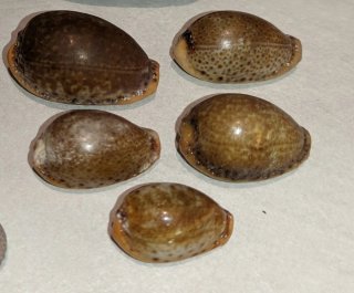 Lotto 5 conchiglie naturali Cypraea Erosaria