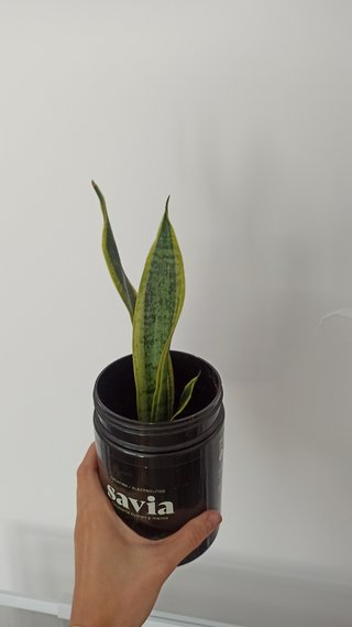 Sansevieria