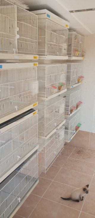 Jaulas de cría 60 cm
