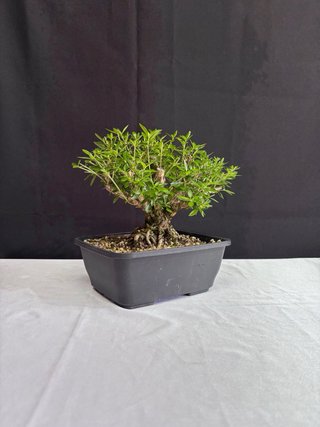 Bonsái Serissa phoetida