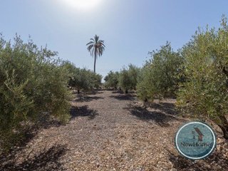 Terreno en venta en Crevillent