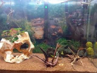 Acuario 250L