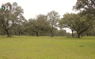 Terreno en venta en Mejostilla en Cáceres