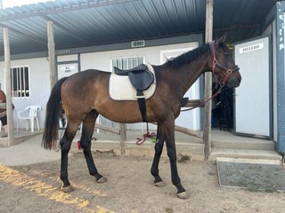 Silla de monta caballo