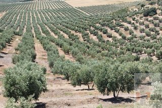 Terreno en venta en Campillos