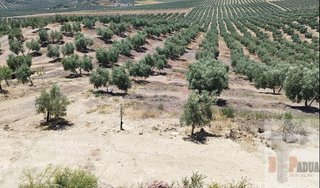 Terreno en venta en Campillos