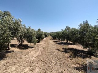 Terreno en venta en Campillos