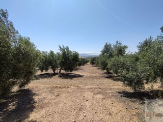 Terreno en venta en Campillos