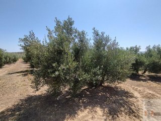 Terreno en venta en Campillos