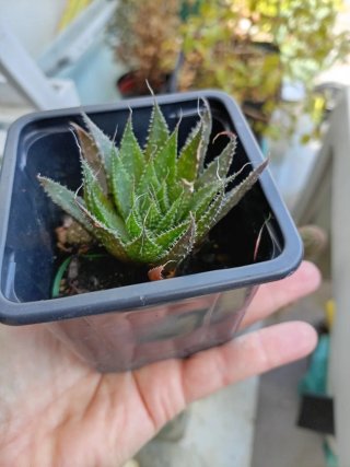 Aristaloe Aristata (Aloe Encaje)