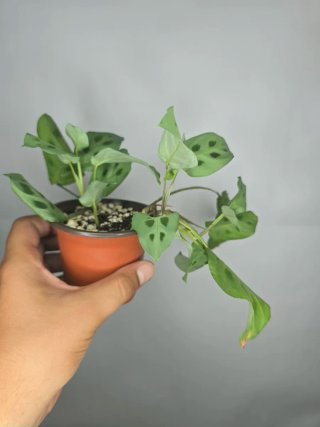 Maranta Leuconeura "Kerchoveana" baby