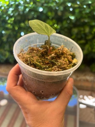 Anthurium King Of Spades KOS/HU