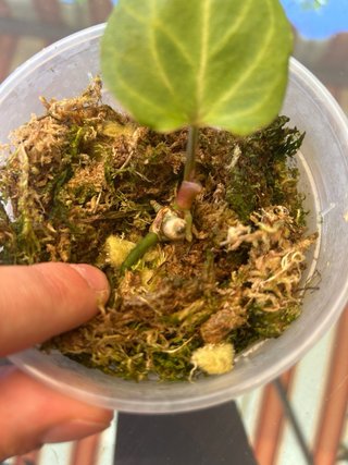 Anthurium King Of Spades KOS/HU