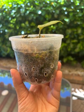 Anthurium King Of Spades KOS/HU