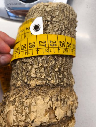 Madera de Boj de árbol de 150 años.