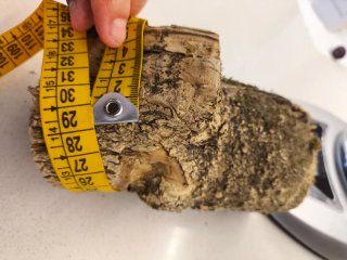 Madera de Boj de árbol de 150 años.