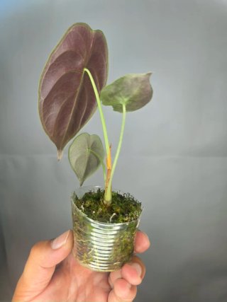 Alocasia Cuprea Red Secret