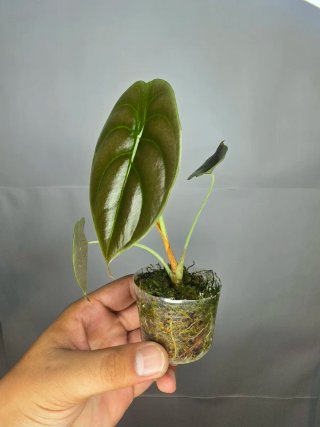 Alocasia Cuprea Red Secret