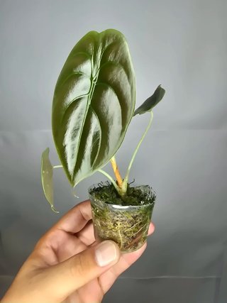 Alocasia Cuprea Red Secret