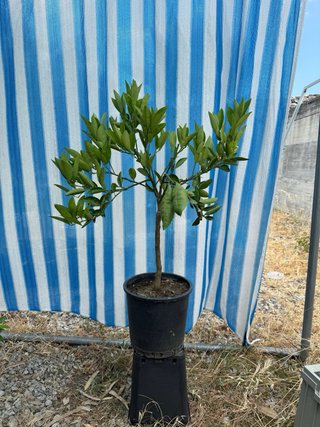 3 piante di agrumi