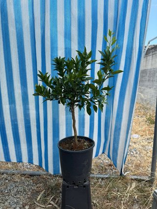3 piante di agrumi