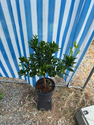 3 piante di agrumi