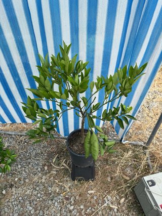 3 piante di agrumi