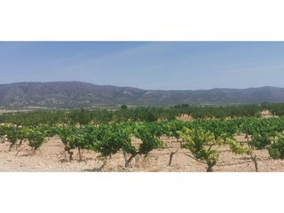 Solar en venta en Pinós