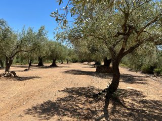 Finca en venta traiguera