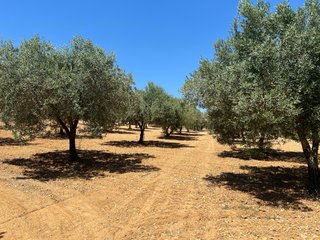 Finca en venta traiguera