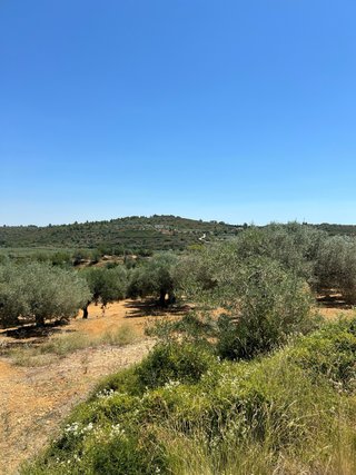 Finca en venta traiguera
