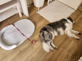 Cama para perro