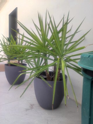 Palmera yuca con maceta