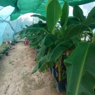 Plataneras que dan fruto