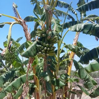 Plataneras que dan fruto