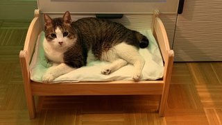 Cama para mascotas
