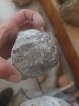 Amonite Fóssil