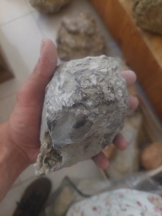 Amonite Fóssil