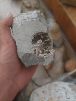 Amonite Fóssil